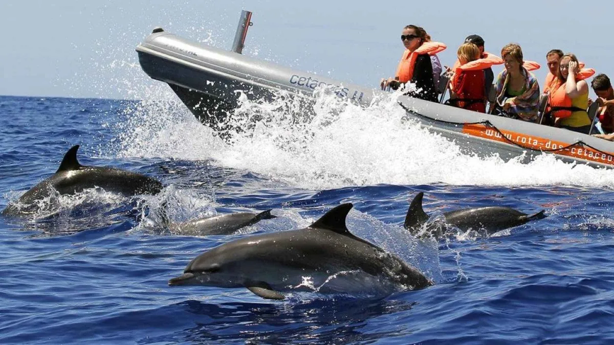 A pod of dolphins swimming beside a whale-watching boat off Funchal on a whale and dolphin watching tour in Funchal, Portugal
