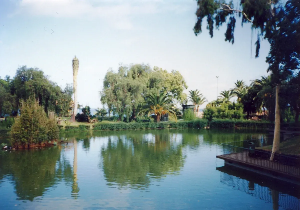 A calm lake surrounded by palms and willows in Santa Catarina Park, Funchal, Madeira