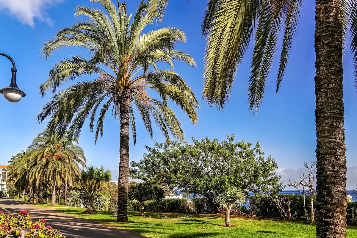 Palm-lined seafront promenade at the Lido in Funchal, Madeira, the sea stop on day two of a Funchal itinerary