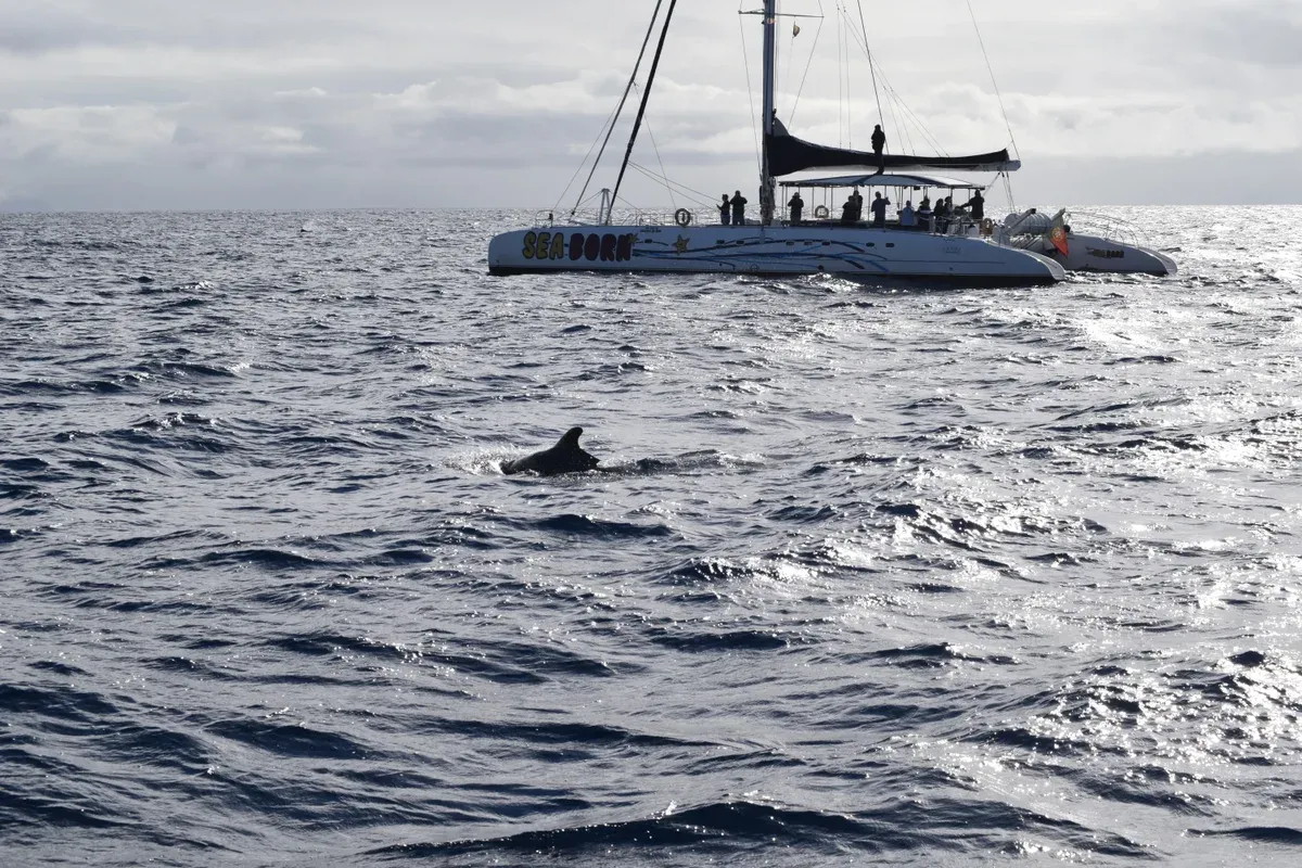 A pilot whale fin breaking the surface near a whale watching catamaran off the coast of Funchal, Madeira